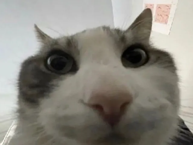 A grey and white cat staring straight into the camera from very close up